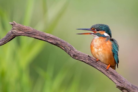 Common Kingfisher (Alcedo atthis) female calling, Saxony-Anhalt, Germany