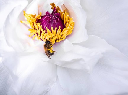 A close up of a bee gathering pollen on the vibrant orange and purple center of a white flower. The