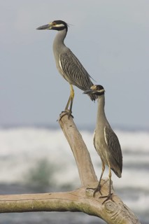 Yellow-crowned Night Heron (Nyctanassa violacea), Costa Rica