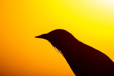 Spotless Starling (Sturnus unicolor), Extremadura, Spain