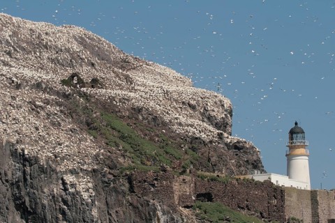Northern Gannet (Morus bassanus), Bass Rock, Scotland, United Kingdom