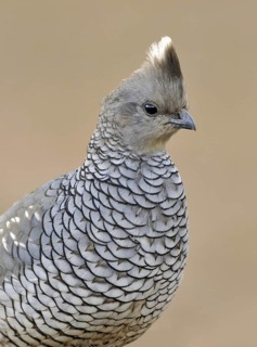 Scaled Quail (Callipepla squamata), Arizona, USA