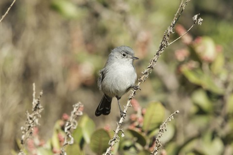 California Gnatcatcher (Polioptila californica) male, California, USA