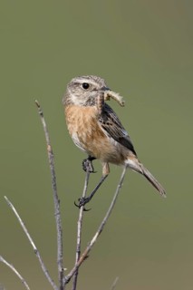 Vor dem Anflug zum Nest... Schwarzkehlchen *Saxicola torquata*, Weibchen mit Beute im Schnabel