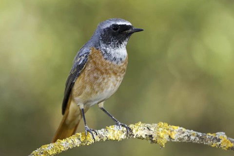 Common Redstart (Phoenicurus phoenicurus) male, Castile, Spain