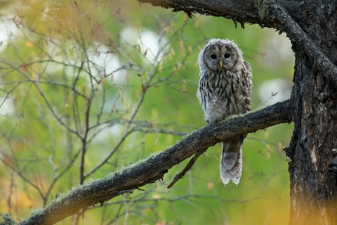 Ural Owl (Strix uralensis yenisseensis) juvenile perched on a branch, Töv-Aimag, Mongolia