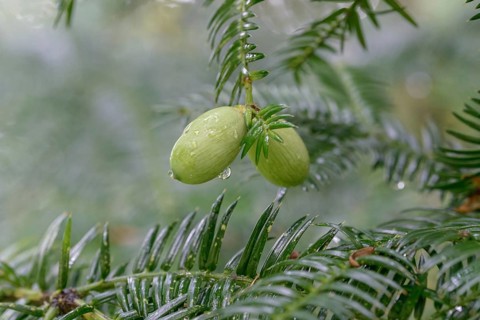 Torreya nucifera (Torreya nucifera), Viewing Garden University of Applied Sciences W, Germany