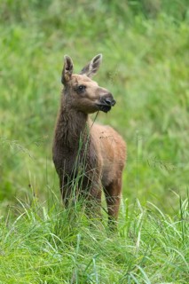 Moose (Alces alces) calf standing on a wet meadow. Green grass around