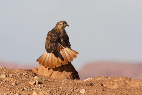 Long-legged Buzzard (Buteo rufinus cirtensis), Morocco