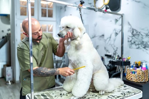 Pet groomer carefully combing and shaping the fur of a large white poodle on a grooming table,