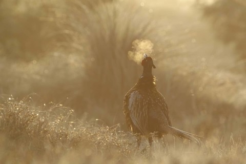 Common Pheasant (Phasianus colchicus) male calling, Texel, Netherlands