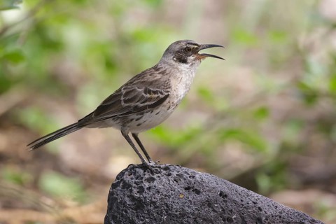 San Cristobal Mockingbird (Mimus melanotis) singing, Galapagos, Ecuador