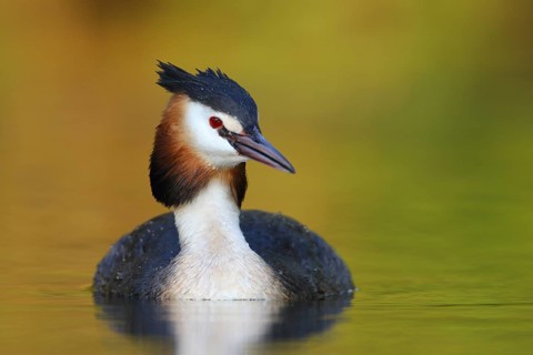 Great Crested Grebe (Podiceps cristatus), North Rhine-Westphalia, Germany