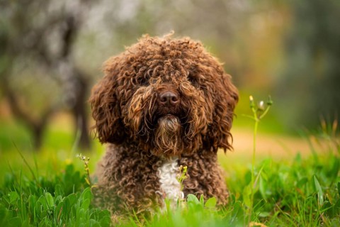 A curly-coated Andalusian water dog sits amidst vibrant green grass, with soft focus trees in the