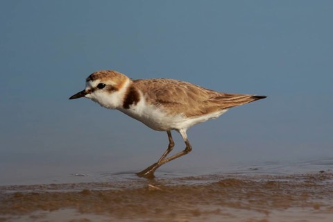 Kentish Plover (Charadrius alexandrinus) male, Lesvos, Greece