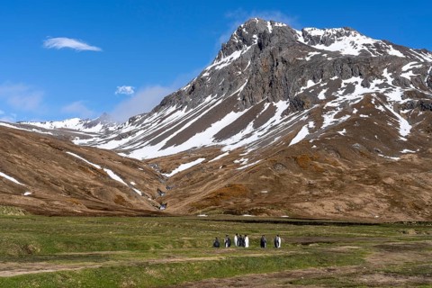 King penguins (Aptenodytes patagonicus), group in tussock grass plain in front of snow-covered