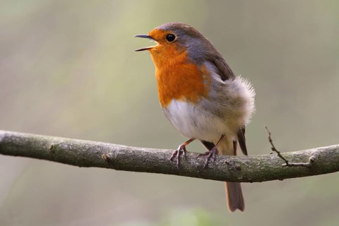 European Robin (Erithacus rubecula) singing, North Rhine-Westphalia, Germany