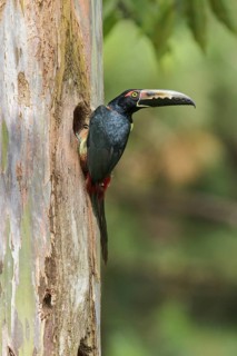Collared Aracari (Pteroglossus torquatus) perched on a branch in Costa Rica