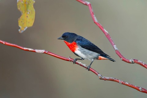 Mistletoebird (Dicaeum hirundinaceum) male, Northern Territory, Australia