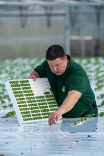 Agriculture, herb gardening, basil young plants, in pressed pots, with growing soil and nutrients,
