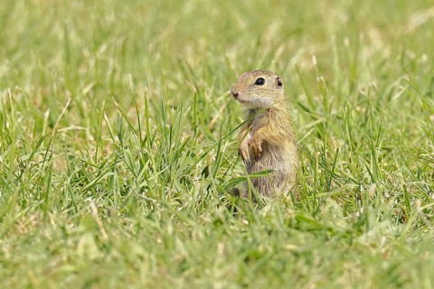 European ground squirrel (Spermophilus citellus) juvenile in a meadow, Burgenland Austria