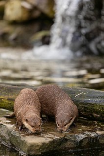 Two oriental small-clawed otter or Asian small-clawed otter (Aonyx cinerea), standing on a rock