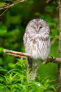 Ural owl (Strix uralensis) sitting on a branch, Bavaria, Germany