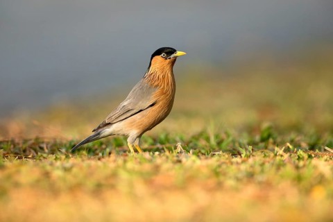 Brahminy Starling (Sturnia pagodarum) perched on the ground, Jurong Lake Garden, Singapore