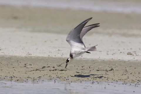 Black Tern (Chlidonias niger) flying, California, USA