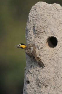 Campo Flicker (Colaptes campestris), Pantanal, Brazil