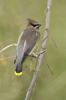 Cedar Waxwing (Bombycilla cedrorum), Arizona, USA