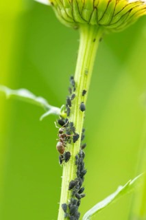 Black bean aphid or Greenfly (Aphis fabae) adult insects and an ant on an Oxeye daisy flower stem