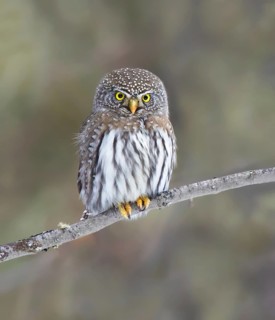 A Northern Pygmy Owl, Glaucidium gnoma, perched at the edge of the Boreal Forest, near Meadow Lake,
