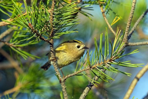 Goldcrest (Regulus regulus), Falsterbo, Falsterbo, Skåne, Sweden