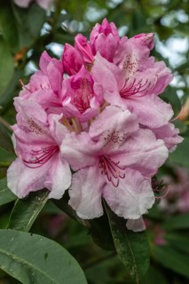 Rhododendron flower (Rhododendron Pink Pearl), Emsland, Lower Saxony, Germany