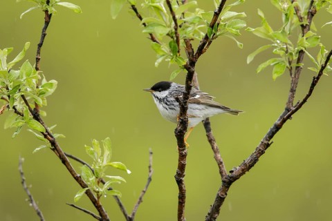 Blackpoll Warbler (Dendroica striata) perched on a branch in Nome, Alaska