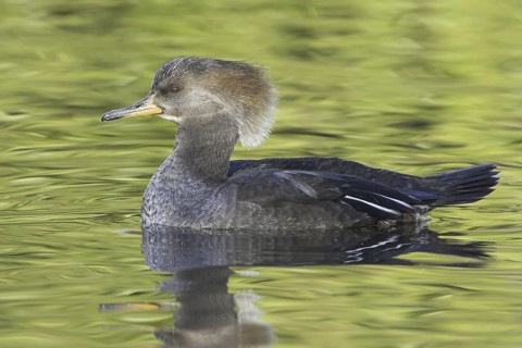 Hooded Merganser (Lophodytes cucullatus) female, British Columbia, Canada