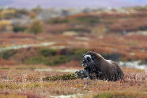 The musk ox calf (Ovibos moschatus) uses a rock to scratch itself, baby animals, itch, itching,