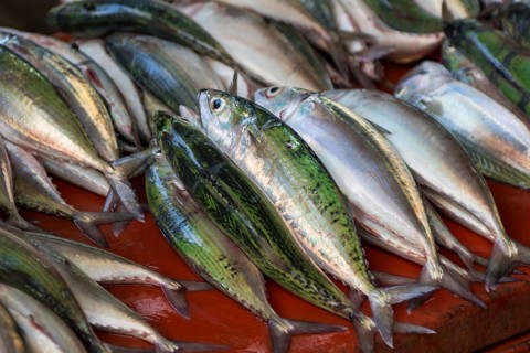 Fisch auf dem Sir Selwyn Selwyn, Clarke Market, Victoria, Mahe, Republik Seychellen, Indischer