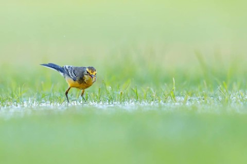 Citrine wagtail, (Motacilla citreola), songbird, family of stilts and pipits, biotope, habitat,