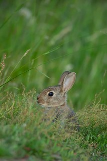 Rabbit (Oryctolagus cuniculus) wild juvenile baby animal in grassland in the summer, England,