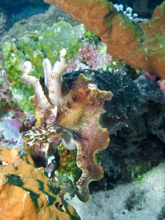 Cuttlefish, broad-armed sepia (Sepia latimanus), near corals in a lively underwater world, dive