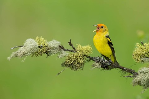 Western Tanager (Piranga ludoviciana) male singing, perched on a branch, British Columbia, Canada