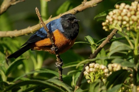 Blue-backed Conebill (Conirostrum sitticolor) perched on a branch in the Andes Mountains of