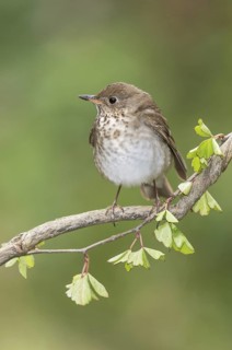 Grey-cheeked Thrush (Catharus minimus) perched on a branch, Texas, USA