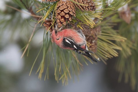 Two-barred Crossbill (Loxia leucoptera) male feeding on seeds of a pine cone, Massachusetts, USA