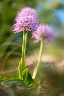 Delicate Orchis italica orchids flourish under the warm sunlight. The image captures their vibrant