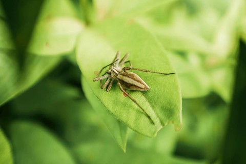 A detailed close-up image of a spider resting on a vibrant green leaf, highlighting the intricate