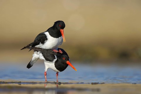 Eurasian Oystercatcher (Haematopus ostralegus) pair mating, North Rhine-Westphalia, Germany