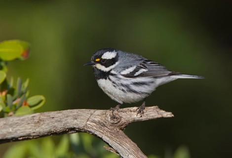 Black-throated Grey Warbler (Setophaga nigrescens) male, Arizona, USA